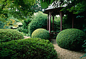 Japanese garden with pavilion and Buxus (boxwood)