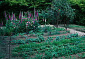 Vegetable garden: peas (Pisum sativum), carrots (Daucus carota), cabbage (Brassica), artichokes (Cynara), onions (Allium cepa), pinks (roses) and digitalis (foxglove)