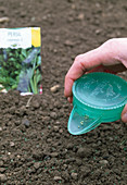 Sow Petroselinum (parsley) with a sowing can