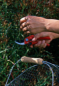 Cut back Dianthus (carnations) after flowering