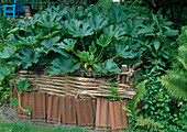 Cucurbita pepo (Kürbis und Zucchini) wachsen auf dem Kompost