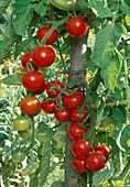 Lycopersicon (Cherry Tomate)