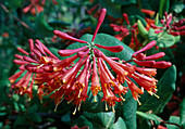 Lonicera brownii 'Dropmore Scarlet' (Jelängergelieber, Geissblatt)