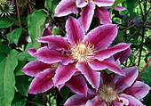 Clematis Dr. Ruppel (Clematis)