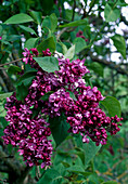 Syringa vulgaris 'Mme. E. Haeding' (Flieder)