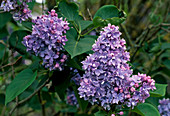 Syringa vulgaris 'Reve Bleu' (Lilac)