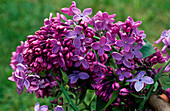 Syringa vulgaris 'Johan Mensing' (Lilac)