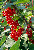 Ribes rubrum 'Rondom' / rote Johannisbeere