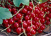 Frisch gepflueckte Ribes rubrum 'Junifer' (rote Johannisbeere)