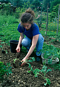 Brassica sabellica (Grünkohl) pflanzen (1/3)