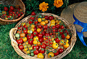 Korb mit gelben und roten Cocktail-Tomaten (Lycopersicon)