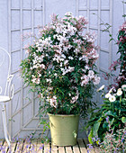 Jasminum polyanthum (scented jasmine)
