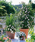 Rosa 'Brautzauber', 'Banquet' (bed and ground cover rose)