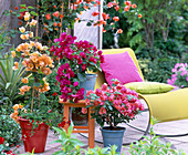 Bougainvillea in yellow, purple and rosé