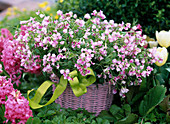 Lathyrus vernus 'Alboroseus' (Pink spring vetch)