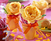 Rosa ' Golden Celebration ' (Engl. Rose)