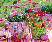 Bellis (rosa und rote Tausendschön)