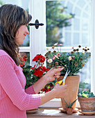 Junge Frau schneidet Argyranthemum (Margerite)