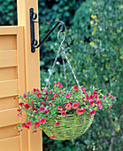 Hanging flower basket with calibrachoa (magic bell)