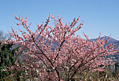 Prunus x amygdalopersica 'Pollardii' (Almond Peach)