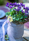 Viola odorata (Fragrant violet)
