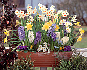 Narcissus, hyacinthus, Primula, Muscari