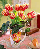 Tulipa (tulip hybr.), Hedera (ivy)