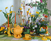 Narcissus, Crocus, Scilla, Chionodoxa, Viola, Ranunculus, Easter decoration