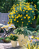 Euryops (yellow marguerite)