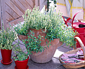 Plant pocket amphora with herbs