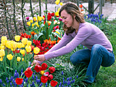 Young woman cutting tulipa (tulip bouquet)