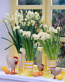 Narcissus 'Ziva' und 'Bridal Crown'/ Narzissen am Fenster