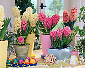 Hyacinthus orientalis (Hyacinths)