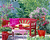 Nerium (roter Oleander), Pelargonium zonale (steh. Geranie), Pelargonium 'Pink Champagne' (Duftgeranie), Polygala (Kreuzblümchen)