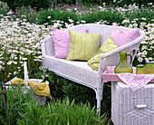 Leucanthemum (daisy)