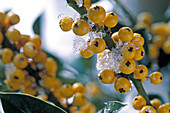 Ilex 'Bacciflava' (Holly), yellow berries
