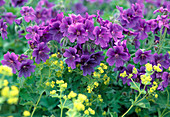 Geranium pratense ' Johnsons Blue ' (Storchenschnabel)