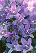 Campanula lactiflora (Bellflower)