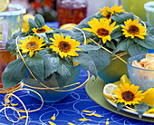 Helianthus annuus (Mini-Sonnenblumen)