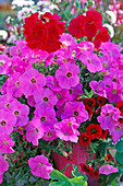 Petunia Supertunia 'Lavender Pink' (Petunia)