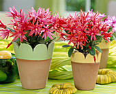 Rhipsalidopsis hybrids (Easter cactus)