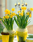 Narcissus 'Tete A Tete'