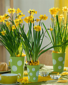 Narcissus hybr 'Tete a Tete' (Daffodils)