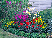 Plant colorful summer bed
