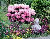 Rhododendron yakushimanum 'Polaris',