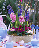 Hyacinthus (Hyacinth), Primula acaulis (Frühlingsprimeln), Equisetum (Schachtel)
