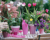Tulipa 'Shirley' pink, muscari (grape hyacinth)