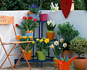 Etagere auf Balkon: Tulipa 'Monsella' (gelb/rot), 'Monte Carlo' (gelb), 'Showwin'