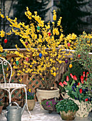 Forsythia with Easter ornament, wooden chair