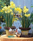 Narcissus 'Pipit' (Hybrids)
